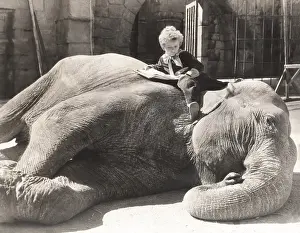 Obedience: Little boy reading a book on sleeping elephant