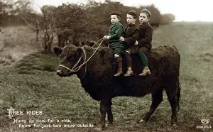 Chums: Three little boys go for a ride on the back of a bullock