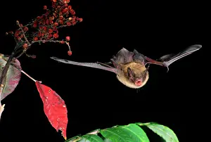 Beneficial: Little Brown Bat Flying Towards Camera Myotis