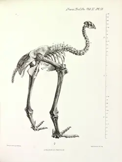 Emeidae: Little Bush Moa