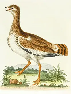 Bustard: The little bustard