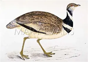 Poule: LITTLE BUSTARD