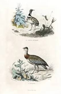 Bustard: Little bustard and great bustard