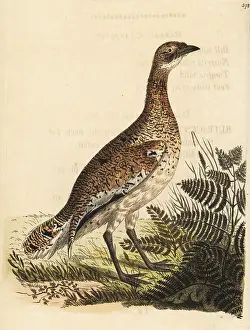 Otis: Little bustard, Tetrax tetrax