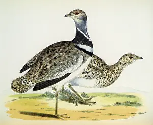 Fawcett: Little Bustards, Otis tetraX