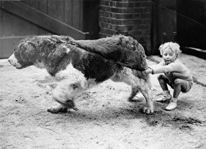 Straining: A little child and a Saint Bernard