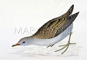 Parva: LITTLE CRAKE