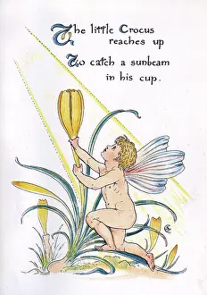 Croci: The little Crocus reaches up