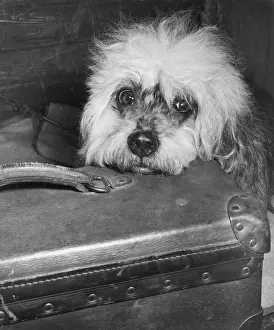 Dandie: Little dog with suitcase