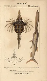 Dragonfish: Little dragonfish, Eurypegasus draconis, and