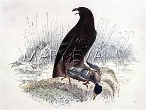 Aigle: LITTLE EAGLE