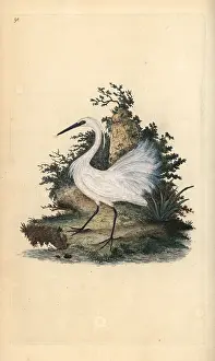 Egret: Little egret, Egretta garzetta