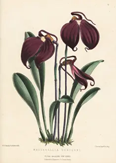 Volume 2: Little flag orchid, Masdevallia coccinea