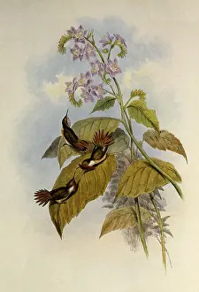 Scintilla: Little Flame-Bearer, Selasphorus Scintilla