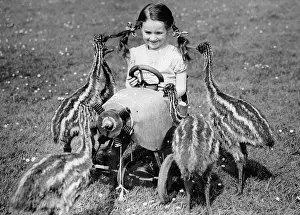 Emus: Little girl with a bunch of Emus