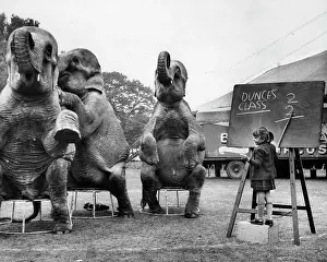 Sums: Little girl teaching maths to circus elephants