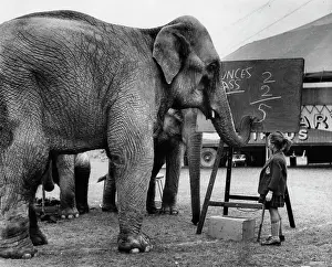 Sums: Little girl teaching maths to circus elephants