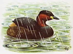 Waterproof: Little Grebe