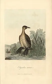 Podiceps: Little grebe, Colymbus minor, Podiceps minor