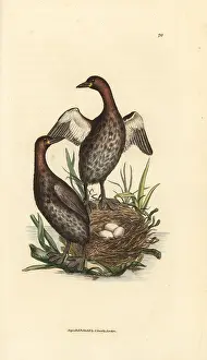Podiceps: Little grebe, Tachybaptus ruficollis