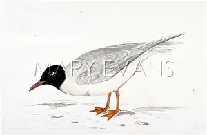 Minutus: LITTLE GULL (MORRIS)