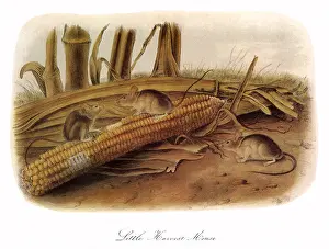 Sniffs: Little Harvest Mice