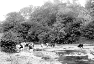 Teme: Little Hereford, River Teme 1898