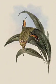 Hermit: Little Hermit, PhaEothornis Ermita