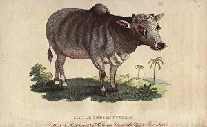 Indicus: Little Indian buffalo, Bos indicus