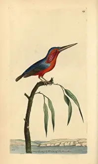 Pusilla: Little kingfisher, Alcedo pusilla