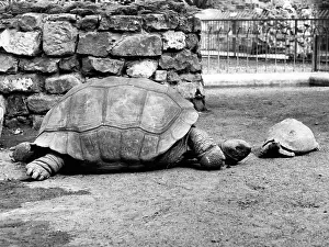 Tortoises: LITTLE & LARGE TORTOISES