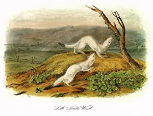 Stalk: Little Nimble Weasels