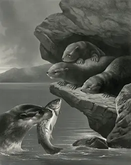 C1877: Little otters