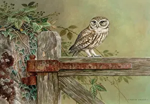 Parry: Little Owl on a wooden gate