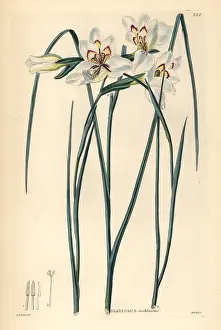 Gladiolus: Little painted lady, Gladiolus debilis
