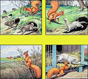 Ferret: Little Red Squirrel