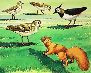 Lapwing: Little Red Squirrel