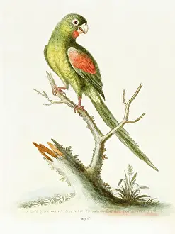 Parrakeet: The little red-winged parrakeet