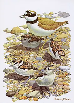 Chicks: Little Ringed Plover