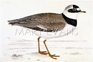 Dotterel: LITTLE RINGED PLOVER