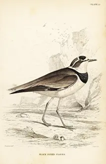 Lizars: Little ringed plover, Charadrius dubius curonicus