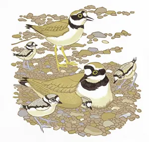 Plovers: Little Ringed Plovers