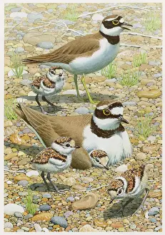 Plovers: Little Ringed Plovers
