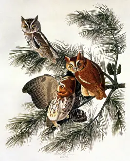Owls: Little Screech Owl (Otus Asio)