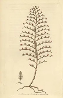 Coralline: Little seabristle, Plumularia setacea Small