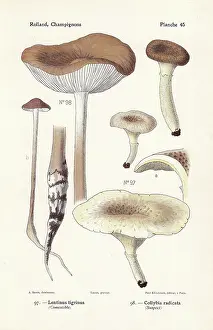 Bessin: Little shiitake and deep root mushroom