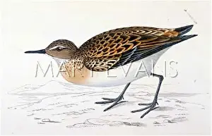 Stint: LITTLE STINT (MORRIS)