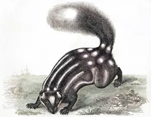 Skunks: LITTLE STRIPED SKUNK