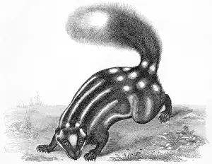Bicolor: LITTLE STRIPED SKUNK