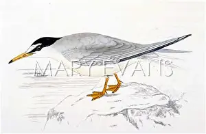 Sterna: LITTLE TERN (MORRIS)
